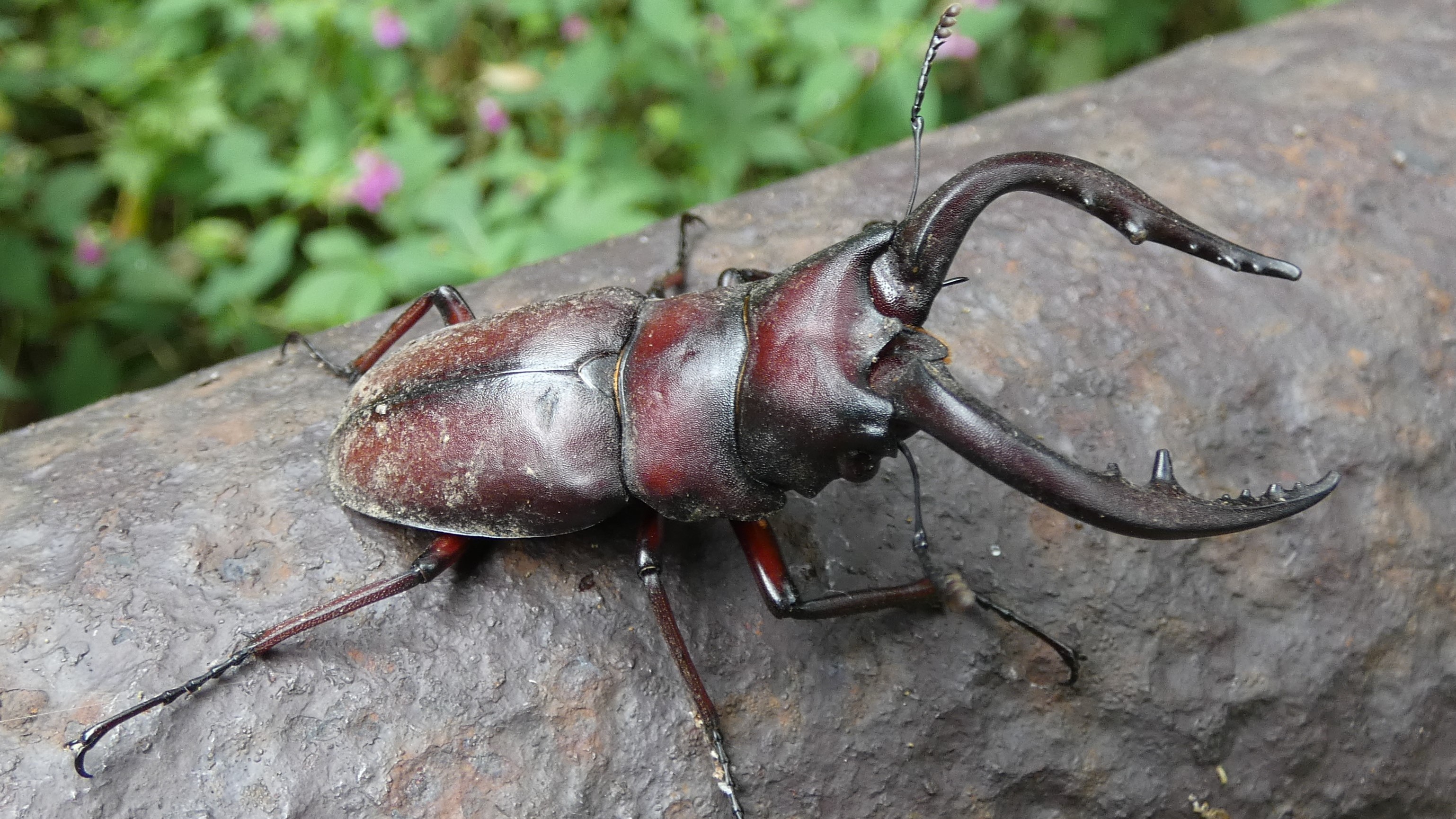 昆虫、ノコギリクワガタ